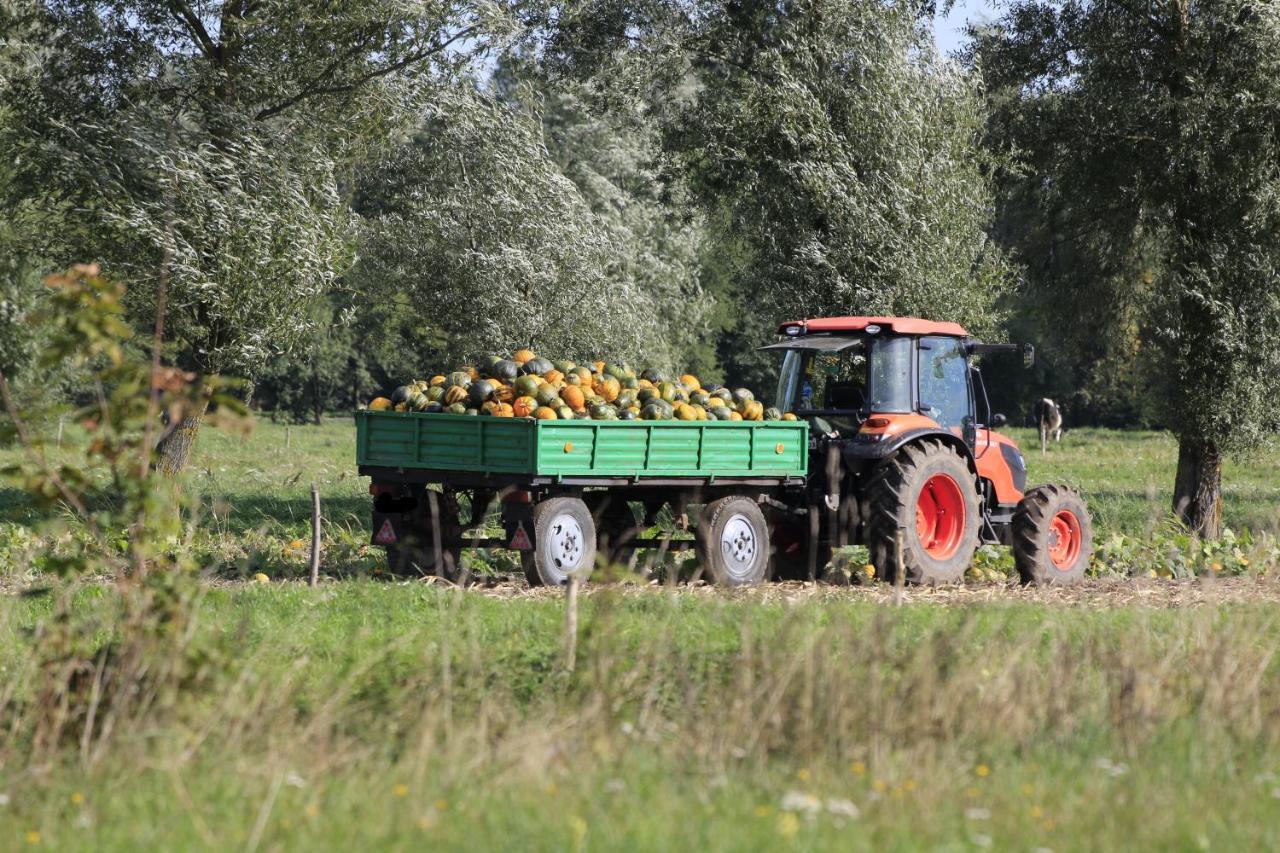 Agroturystyka Zulawiaczek Nowy Dwór Gdański المظهر الخارجي الصورة