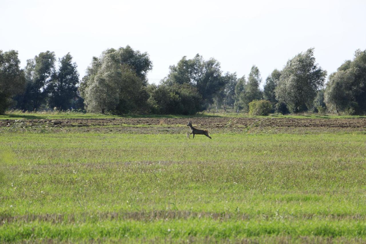 Agroturystyka Zulawiaczek Nowy Dwór Gdański المظهر الخارجي الصورة